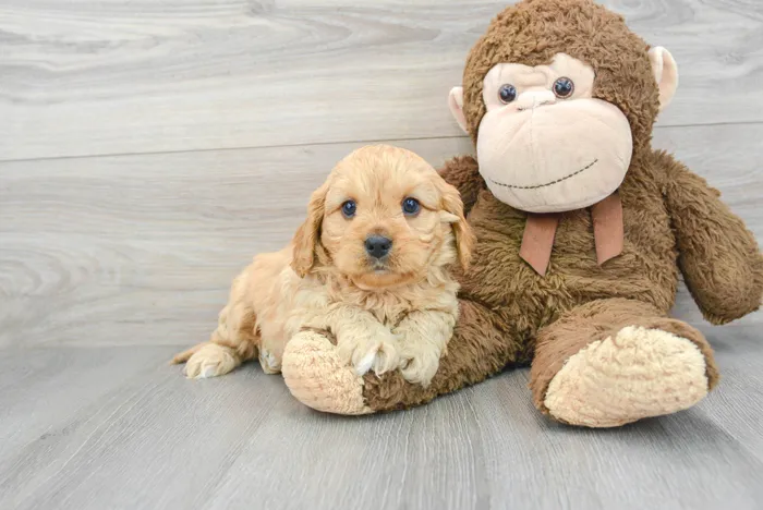 Male Cavapoo puppy for sale at Pinogy Store.