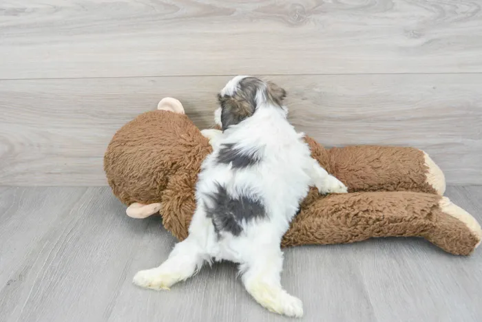 Female Teddy Bear puppy for sale at Pinogy Store.