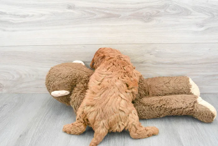 Female Cavapoo puppy for sale at Pinogy Store.