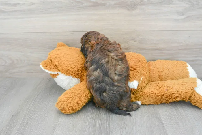 Male Hybrid puppy for sale at Pinogy Store.