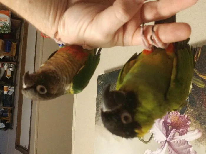 Unknown Conure bird for sale at Pinogy Store.