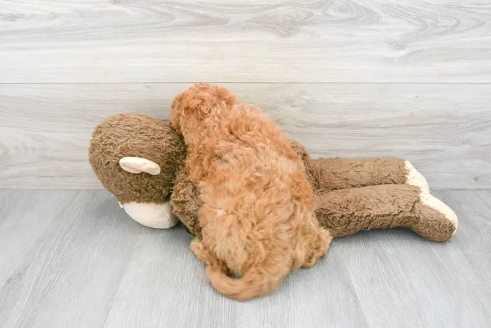 Female Mini Goldendoodle puppy for sale at Pinogy Store.