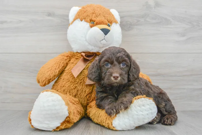 Male Cockapoo puppy for sale at Pinogy Store.