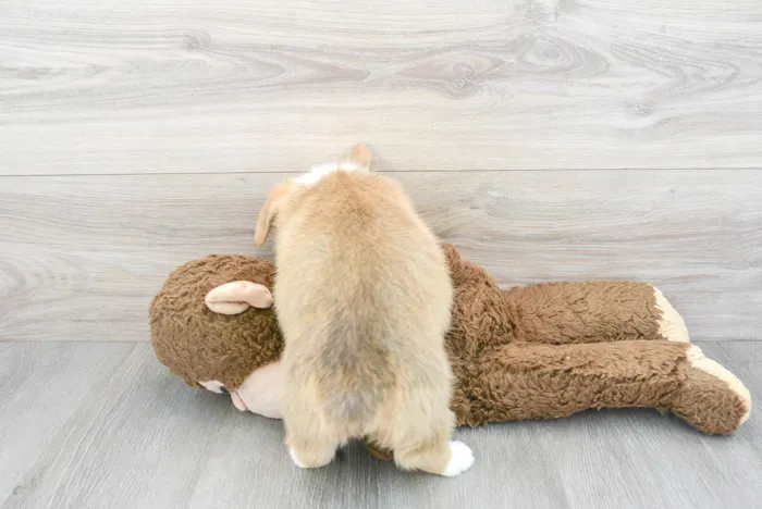 Female Pembroke Welsh Corgi puppy for sale at Pinogy Store.