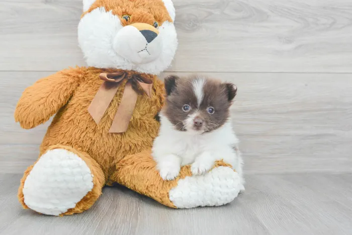 Female Pomeranian puppy for sale at Pinogy Store.