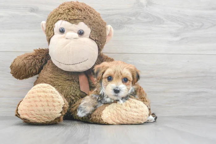 Male Morkie puppy for sale at Pinogy Store.