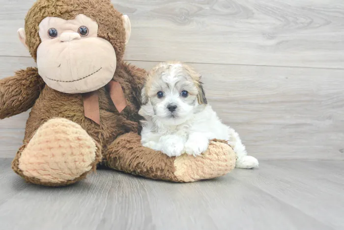 Male Hava-Chon puppy for sale at Pinogy Store.