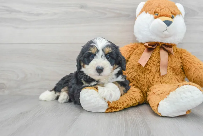 Male Mini Bernedoodle puppy for sale at Pinogy Store.