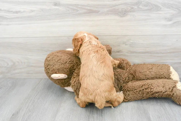 Female Cockapoo puppy named Jillian for sale at Pinogy Store.