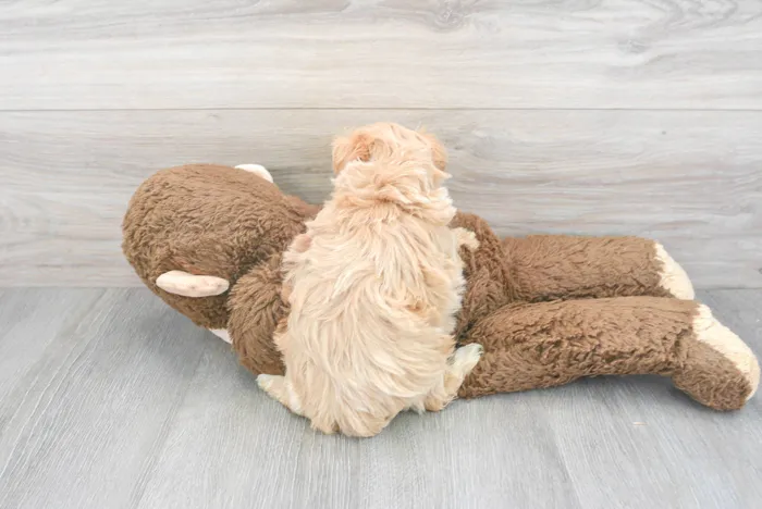 Male Maltipoo puppy for sale at Pinogy Store.