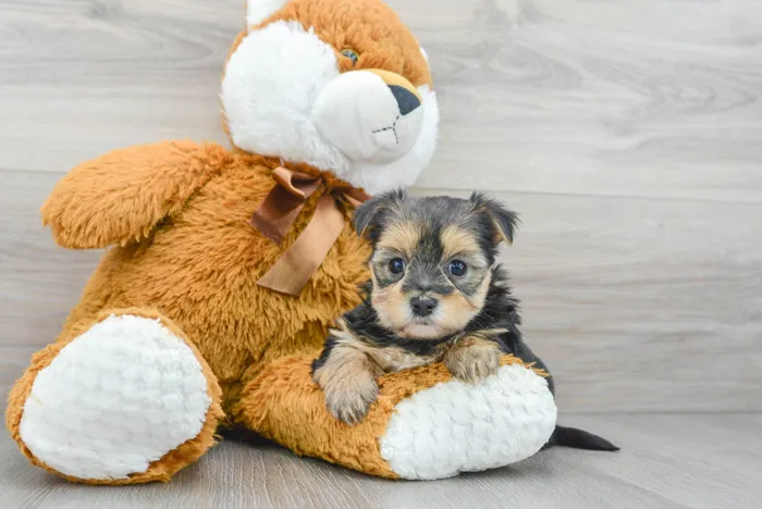 Female Morkie puppy for sale at Pinogy Store.