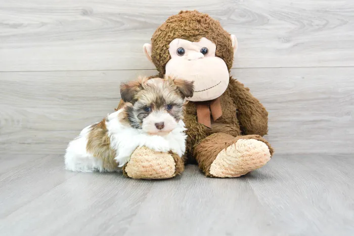 Female Havanese puppy for sale at Pinogy Store.