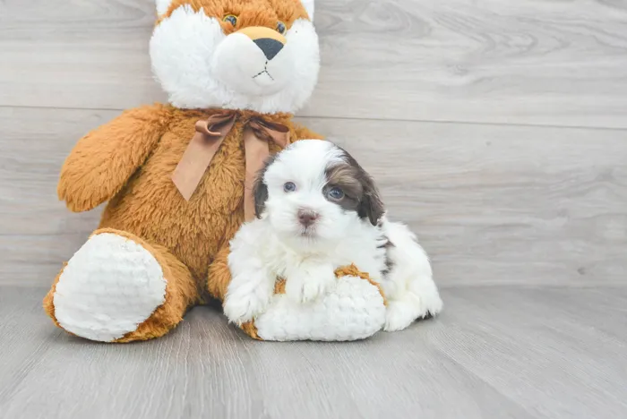 Female Havanese puppy for sale at Pinogy Store.