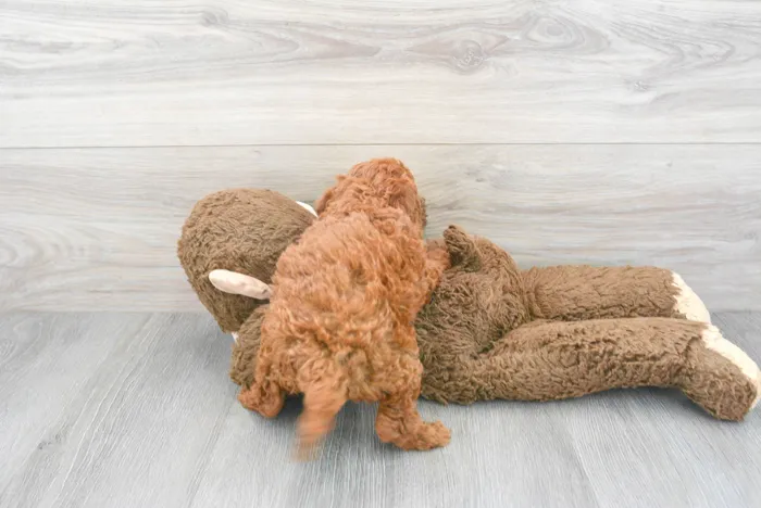 Female Mini Goldendoodle puppy for sale at Pinogy Store.