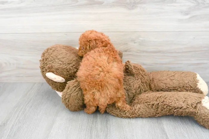 Female Cavapoo puppy for sale at Pinogy Store.
