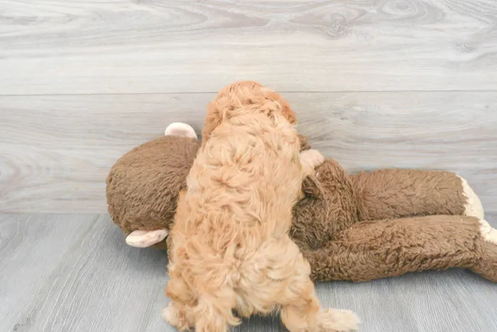 Female Cavapoo puppy for sale at Pinogy Store.