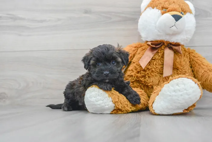 Female Maltipoo puppy for sale at Pinogy Store.