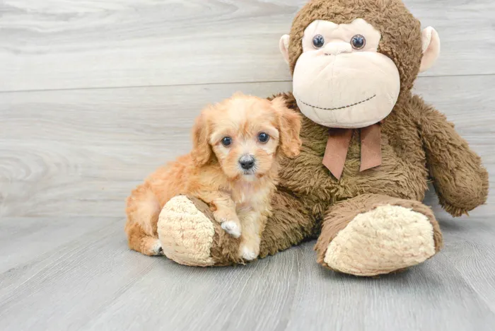 Female Cavapoo puppy for sale at Pinogy Store.