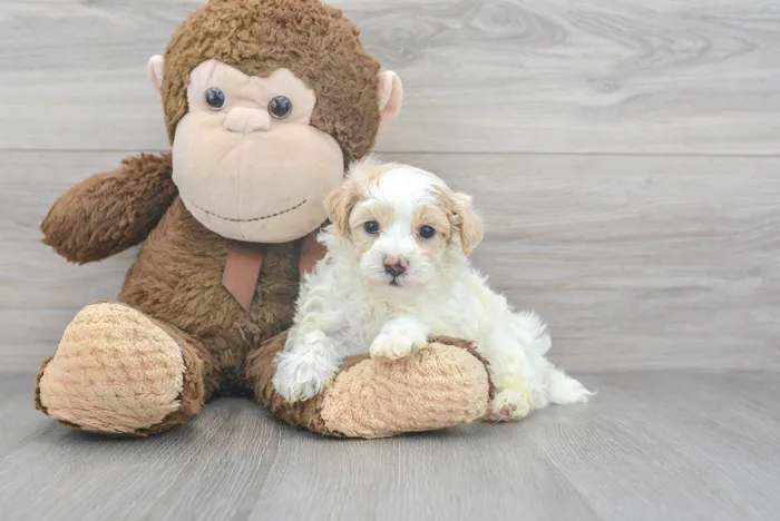 Male Maltipoo puppy for sale at Pinogy Store.