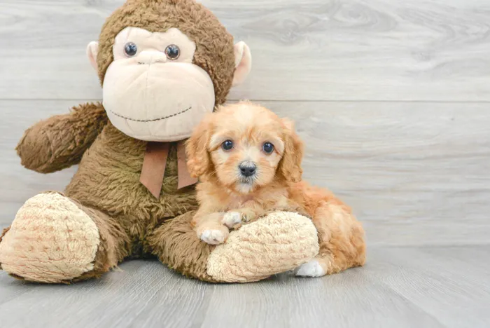 Female Cavapoo puppy for sale at Pinogy Store.