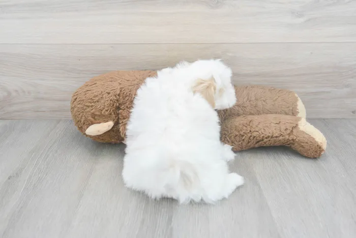 Male Havapoo puppy for sale at Pinogy Store.