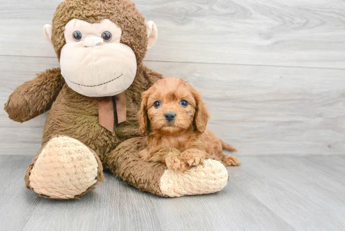 Female Cavapoo puppy for sale at Pinogy Store.