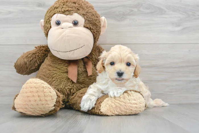 Female Maltipoo puppy for sale at Pinogy Store.