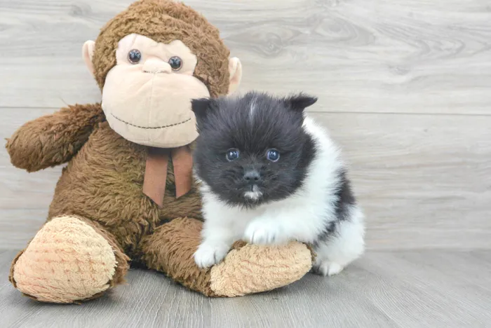 Male Pomeranian puppy for sale at Pinogy Store.