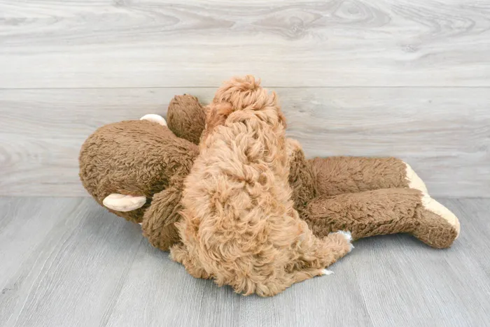 Female Cavapoo puppy for sale at Pinogy Store.