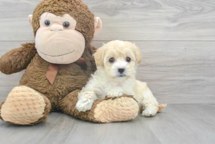 Female Maltipoo puppy for sale at Pinogy Store.
