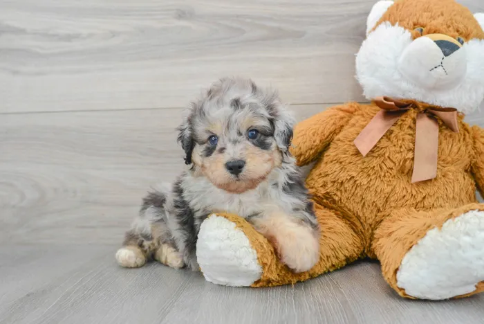 Male Mini Aussiedoodle puppy for sale at Pinogy Store.