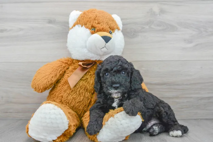 Male Cockapoo puppy for sale at Pinogy Store.