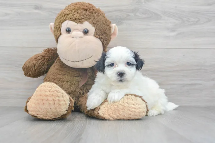 Male Teddy Bear puppy for sale at Pinogy Store.