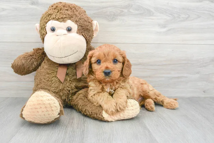 Male Cavapoo puppy for sale at Pinogy Store.