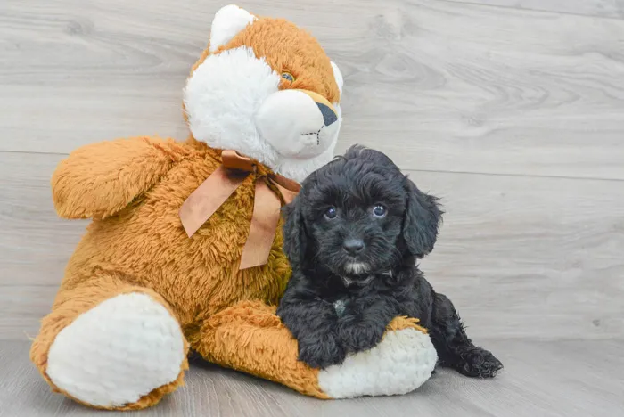 Male Cavapoo puppy for sale at Pinogy Store.