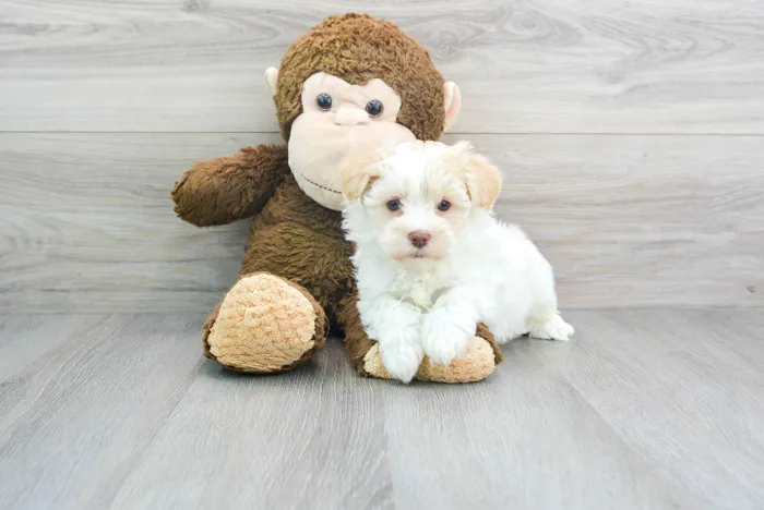 Male Havanese puppy for sale at Pinogy Store.