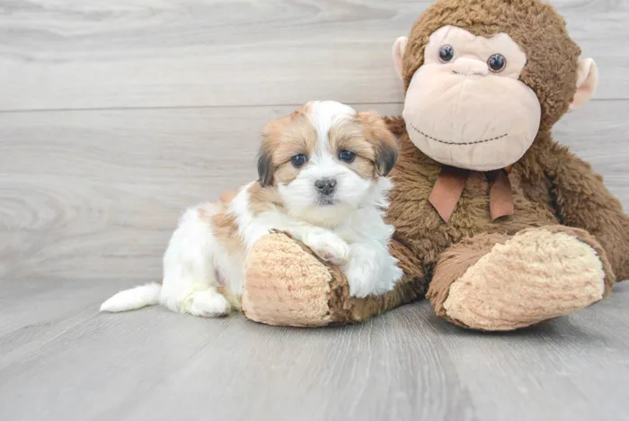 Female Teddy Bear puppy for sale at Pinogy Store.