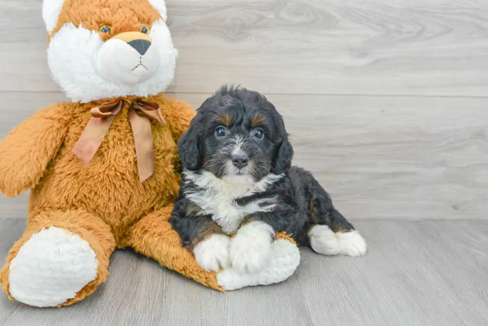 Male Mini Bernedoodle puppy for sale at Pinogy Store.
