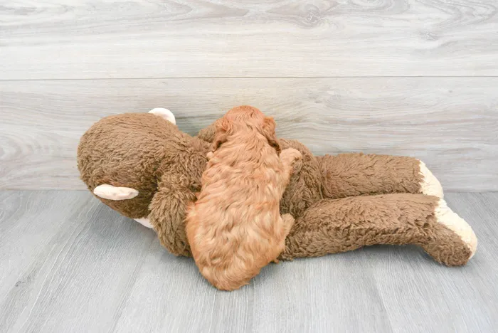 Female Cavapoo puppy for sale at Pinogy Store.