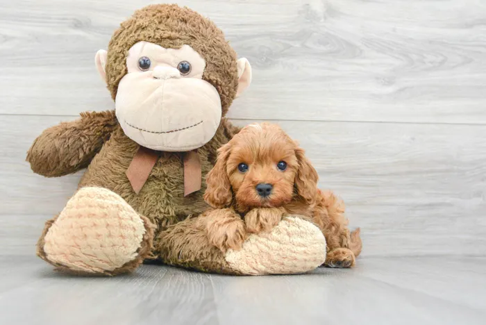 Male Cavapoo puppy for sale at Pinogy Store.