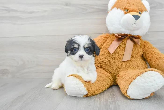 Female Cavachon puppy for sale at Pinogy Store.
