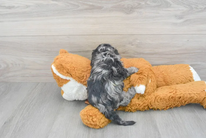 Female Cavapoo puppy for sale at Pinogy Store.