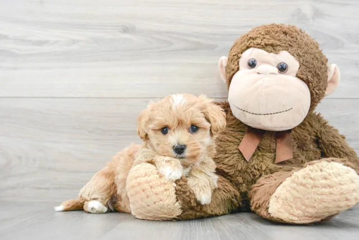 Female Maltipoo puppy for sale at Pinogy Store.
