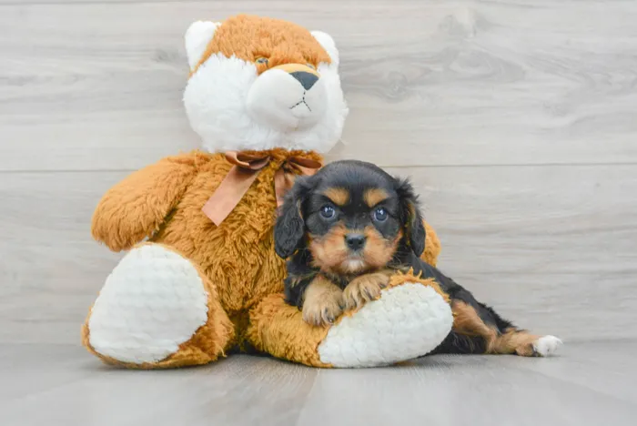 Female Cavalier King Charles Spaniel puppy for sale at Pinogy Store.