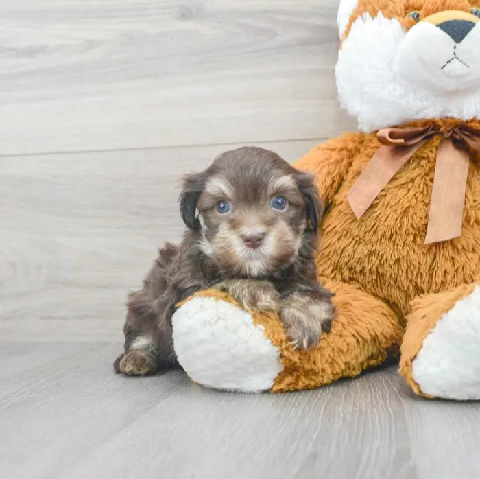 Male Havanese puppy for sale at Pinogy Store.