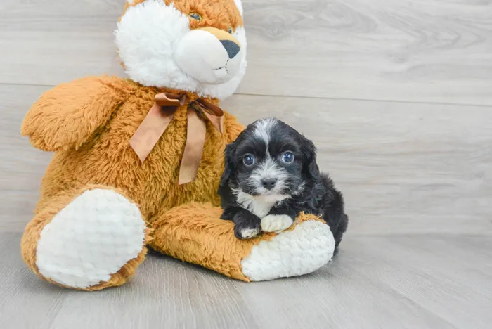 Male Cavapoo puppy for sale at Pinogy Store.