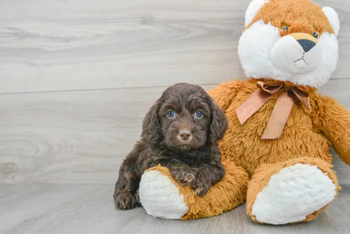 Male Cockapoo puppy for sale at Pinogy Store.