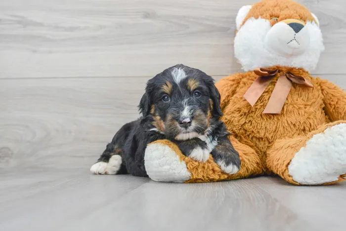 Male Mini Bernedoodle puppy for sale at Pinogy Store.