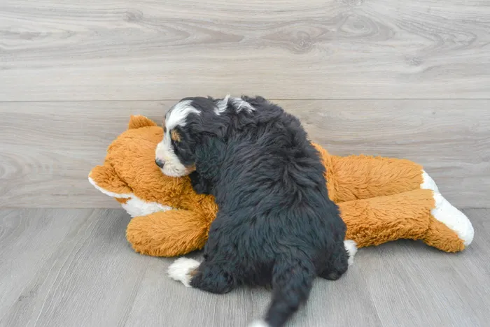 Male Mini Bernedoodle puppy for sale at Pinogy Store.