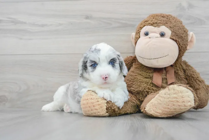 Male Mini Aussiedoodle puppy named Brian for sale at Pinogy Store.